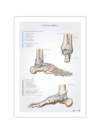 Poster zur Anatomie von Fuß und Sprunggelenk, 50 x 70 mm