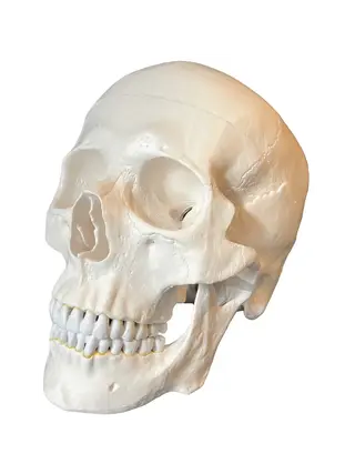 Anatomisches Schädelmodell in Erwachsenengröße