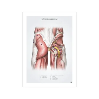 Gesäßmuskelstütze 50x70mm