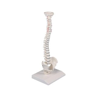 Spine Miniatur-Wirbelsäule