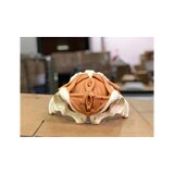 Weibliches Becken mit Beckenbodenmodell