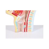 Anatomisches Modell von Mund und Rachen