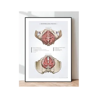 Poster Diaphragm Pelvis - Beckenboden bei Frauen