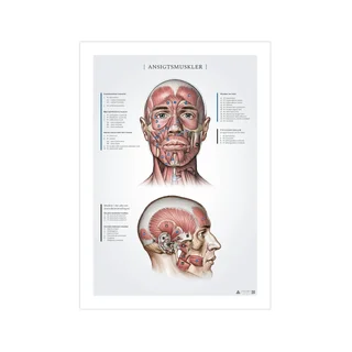 Gesichtsmuskeln, Anatomie-Aufnahmen 50x70mm
