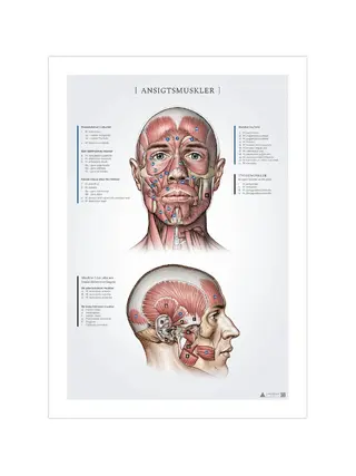 Gesichtsmuskeln, Anatomie-Aufnahmen 50x70mm