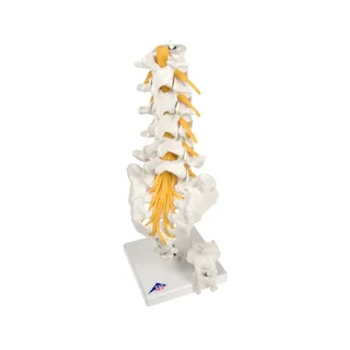 Flexibles Modell der Lendenwirbel, des Kreuzbeins und des Steißbeins - 3B Scientific