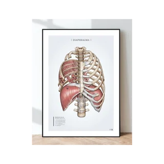 Poster Anatomie - Atemmuskulatur Zwerchfell und Rippenmuskulatur