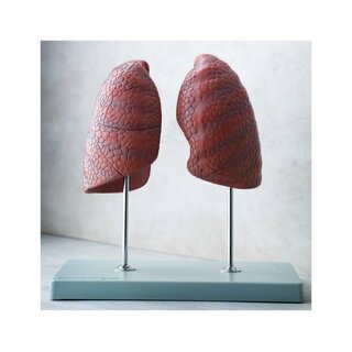 Modell von 2 Lungen auf freistehendem Ständer
