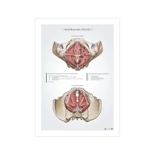 Poster zum Thema Diaphragm Pelvis – der weibliche Beckenboden