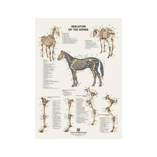 Das Skelettposter des Pferdes 60x80 cm