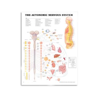 Autonomes Nervensystem laminiertes Poster