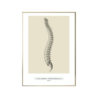Anatomisches Kunstposter - CLASSIC1