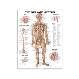 Anatomie Poster - Nerven