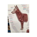Muskulatur des Hundes 70x100 cm Poster - reine Latein, Englisch und Deutsch Nomenklatur