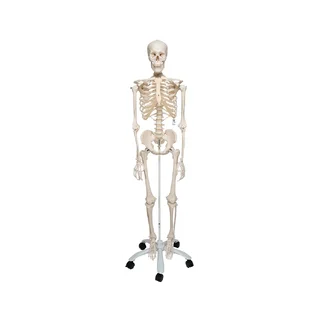 Skelett, natürliche Größe von 3B Scientific