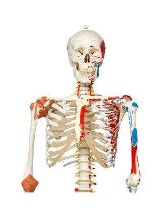 Skelettmodell mit beweglicher Wirbelsäule, Bändern der Spinalnerven usw.