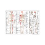 Die Anatomie Anatomie der Bewegung Schwedisch und Latein