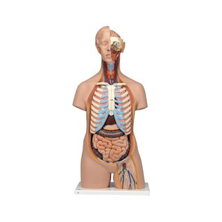 Anatomie Doll - Torso 16 Teile