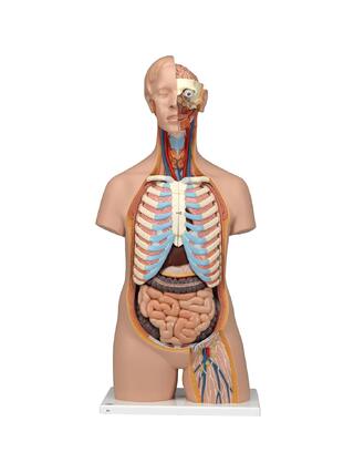 Anatomie Doll - Torso 16 Teile
