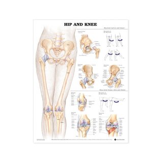 Anatomie Poster - Hüfte / Knie