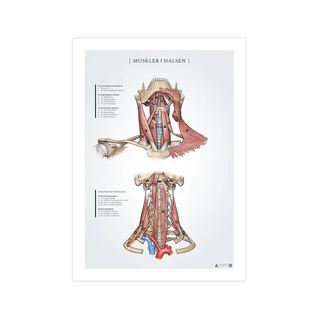 Poster zur Anatomie der Halsmuskulatur, 50 x 70 mm
