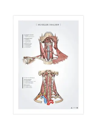 Poster zur Anatomie der Halsmuskulatur, 50 x 70 mm