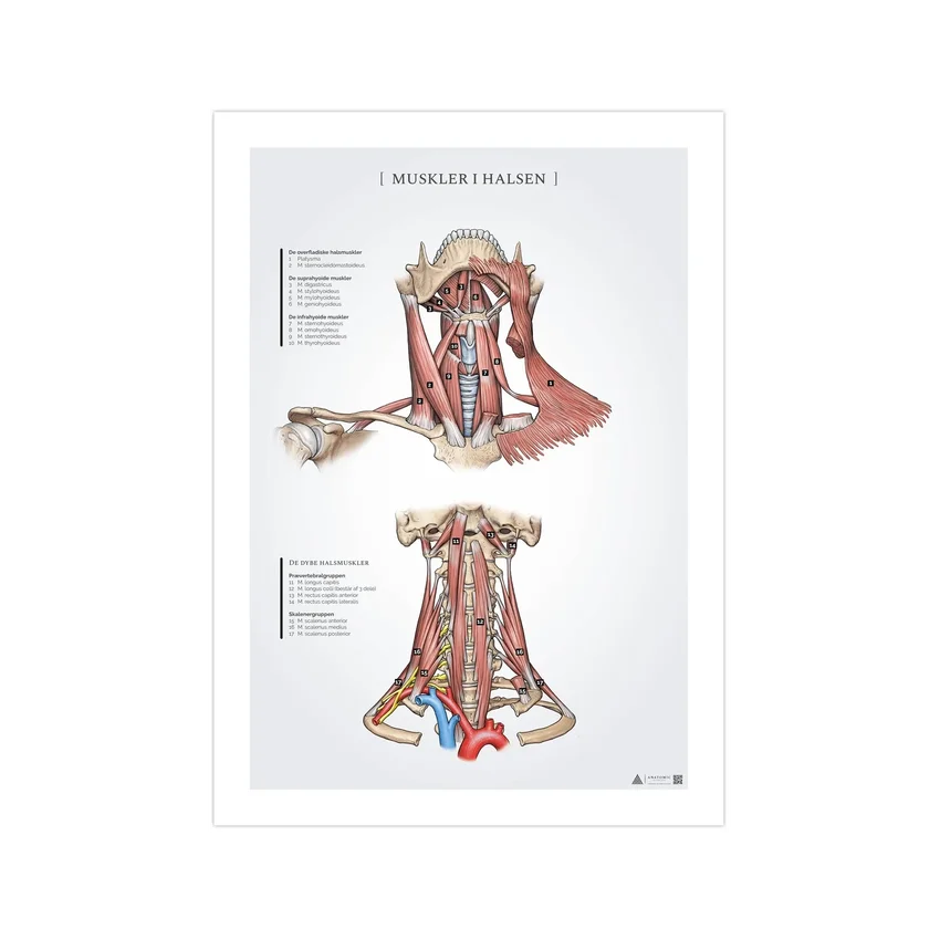 Poster zur Anatomie der Halsmuskulatur, 50 x 70 mm