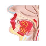 Anatomisches Modell von Mund und Rachen