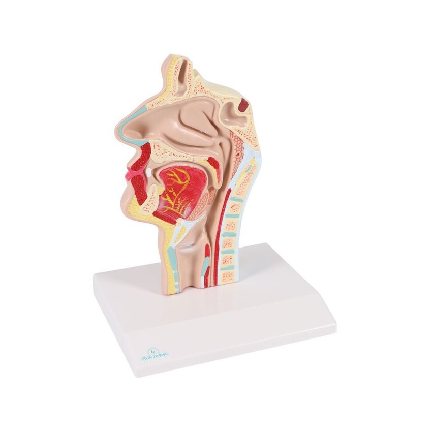 Anatomisches Modell von Mund und Rachen