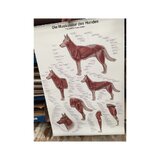 Muskulatur des Hundes 70x100 cm Poster - reine Latein, Englisch und Deutsch Nomenklatur