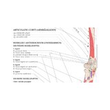 Die Anatomie Anatomie der Bewegung Schwedisch und Latein